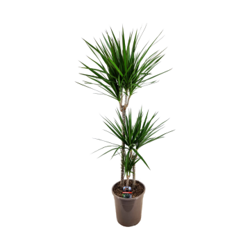 Drakenbloedboom (Dracaena Marginata) 120 cm