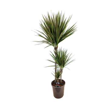 Drakenbloedboom (Dracaena Marginata Bicolor) 120 cm