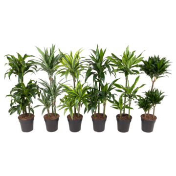 Drakenbloedboom (Dracaena Premium) 110 cm