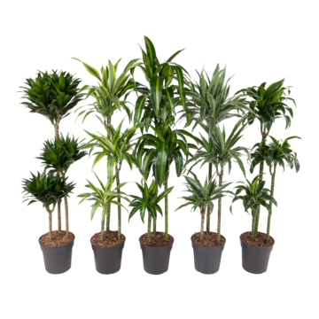 Drakenbloedboom (Dracaena Premium) 140 cm