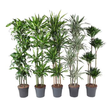 Drakenbloedboom (Dracaena Premium) 180 cm