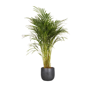 Areca goudpalm (Dypsis Lutescens) 120 cm