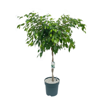 Rubberboom (Ficus Adora) 140 cm