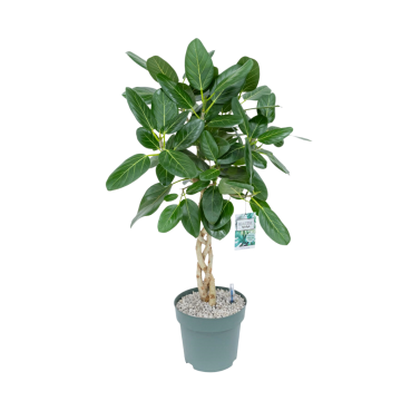 Rubberboom (Ficus Altissima) 100 cm