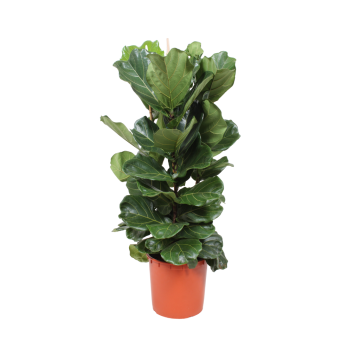 Rubberboom (Ficus Lyrata 3-toef) 130 cm