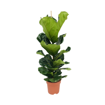Rubberboom (Ficus Lyrata) 105 cm