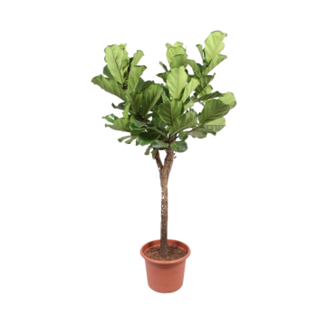 Rubberboom (Ficus Lyrata Stam) 200 cm