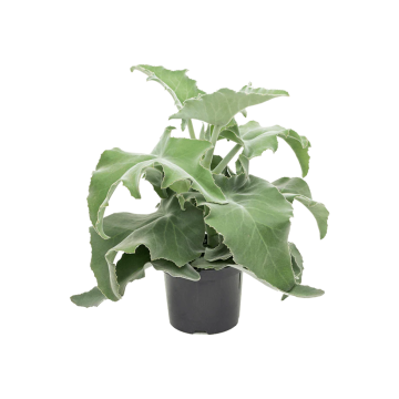 Olifantsoor (Kalanchoe Beharensis Xl) 50 cm