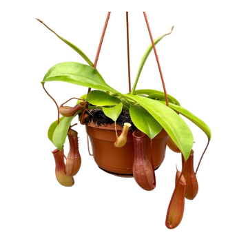 Bekerplant (Alata Monkey Jars Nepenthes) 50 cm