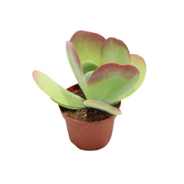 Kalanchoe Thyrsiflora 27,5 cm