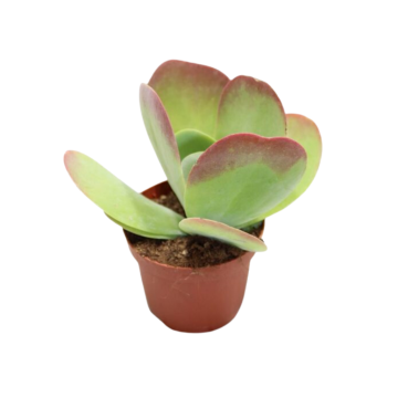 Kalanchoe Thyrsiflora 22,5 cm