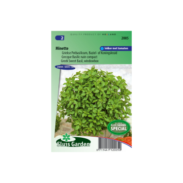 Griekse Potbasilicum Minette Oc. bas.