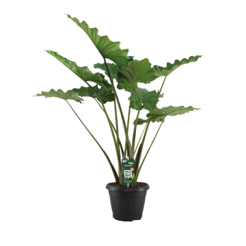 Olifantsoor (Alocasia Portodora) 130 cm
