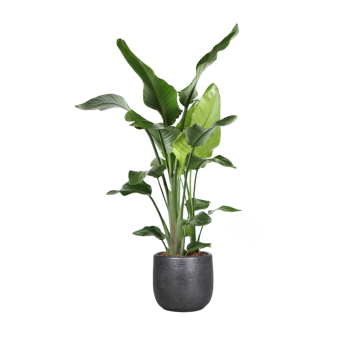 Paradijsvogelplant (Strelitzia Nicolai) 95 cm