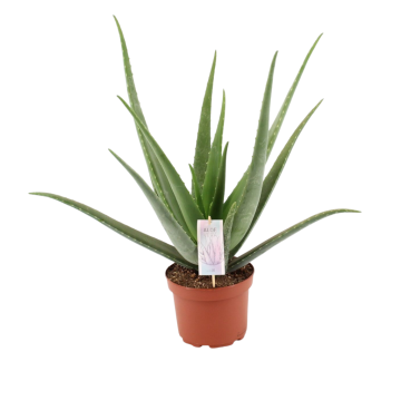 Wonderplant (Aloe Vera Barbadensis) 55 cm