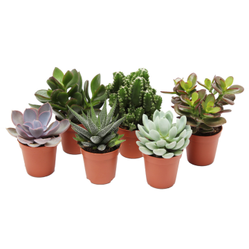 Succulent Pure Mini 9 cm