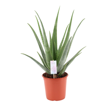 Wonderplant (Aloe Vera Barbadensis) 80 - 90 cm