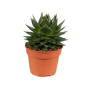 Aloë vera (Aloë Cosmo) 22,5 cm