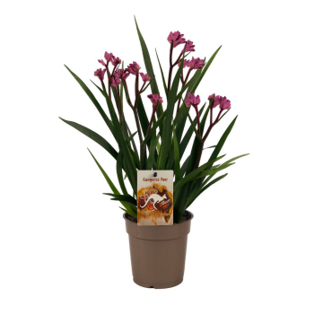 Kangoeroe-poot (Anigozanthos Beauty Pink) 40 cm