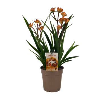 Kangoeroe-poot (Anigozanthos Beauty Orange) 40 cm