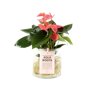 Flamingoplant (Anthurium Aqua Roots Pink Champion) 40 cm