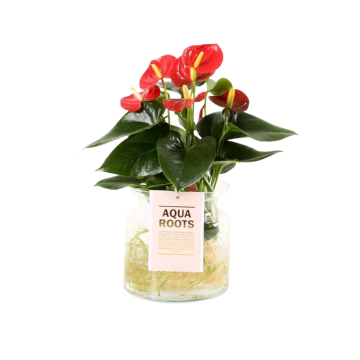 Flamingoplant (Anthurium Aqua Roots Red Champion) 40 cm