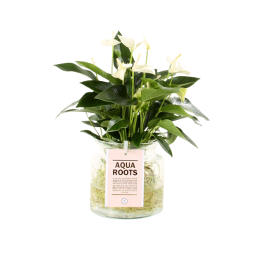 Flamingoplant (Anthurium Aqua Roots White Champion) 40 cm