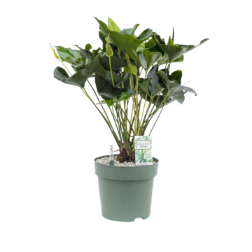 Flamingoplant (Anthurium Arrow) 80 cm