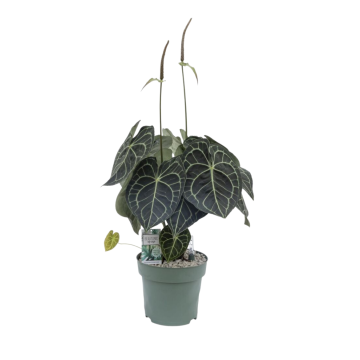 Aderplant (Anthurium Clarinervium) 75 cm