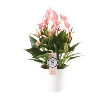 Flamingoplant (Anthurium Lilli) 45 cm