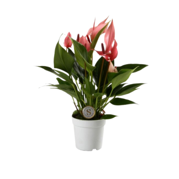 Flamingoplant (Anthurium Lilli) 25 cm