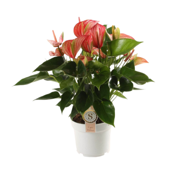 Flamingoplant (Anthurium Livium Red) 55 cm