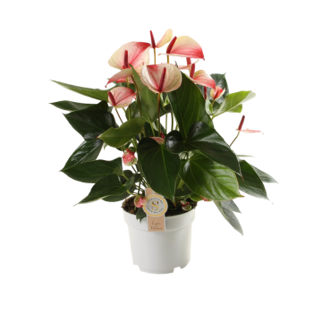 Flamingoplant (Anthurium Mystique) 55 cm