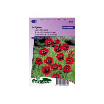 Adonis aestivalis Deep Red