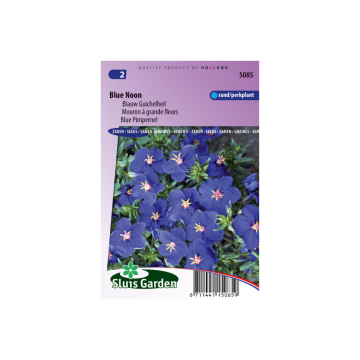 Anagallis monelli lin. Blue Noon