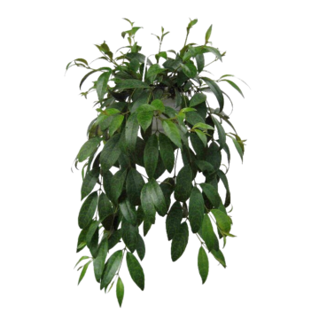 Lipstickplant (Aeschynanthus Marmoratus) 20 cm