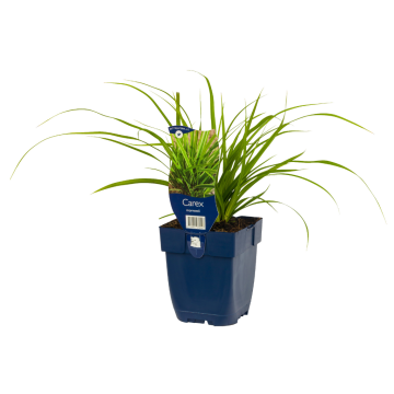 Zegge (Carex morrowii)