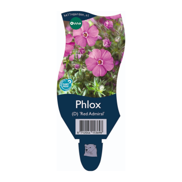 Vlambloem (Phlox (D) 'Red Admiral')
