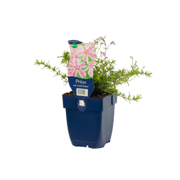 Vlambloem (Phlox (S) 'Candy Stripes')