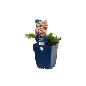 Vlambloem (Phlox (S) 'Rosette')