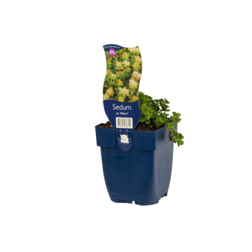 Vetkruid (Sedum spur. 'Album')