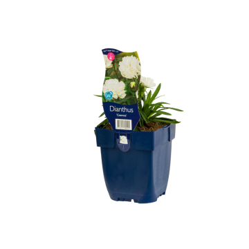 Anjer (Dianthus 'Cosmos')