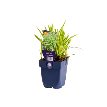 Zegge (Carex morrowii 'Goldband')