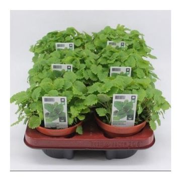 Citroenmelisse (Melissa officinalis) BIO