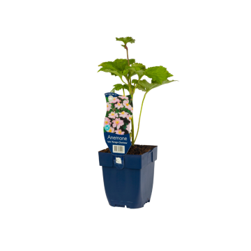 Japanse anemoon (Anemone hybr. 'Kön. Charlotte')