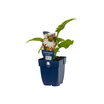 Zonnehoed (Echinacea purp. 'Alba')