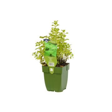 Ananasmunt (Mentha rot. 'Pineapple Mint')