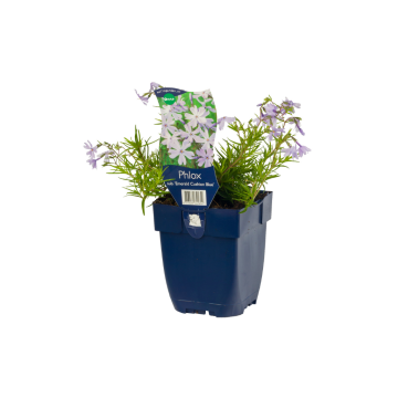 Vlambloem (Phlox (S) 'Emerald Cushion Blue')