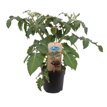 Tomaat aardappel (Solanum Potatom) 40 cm