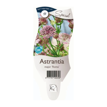 Zeeuws knoopje (Astrantia maj. 'Roma')